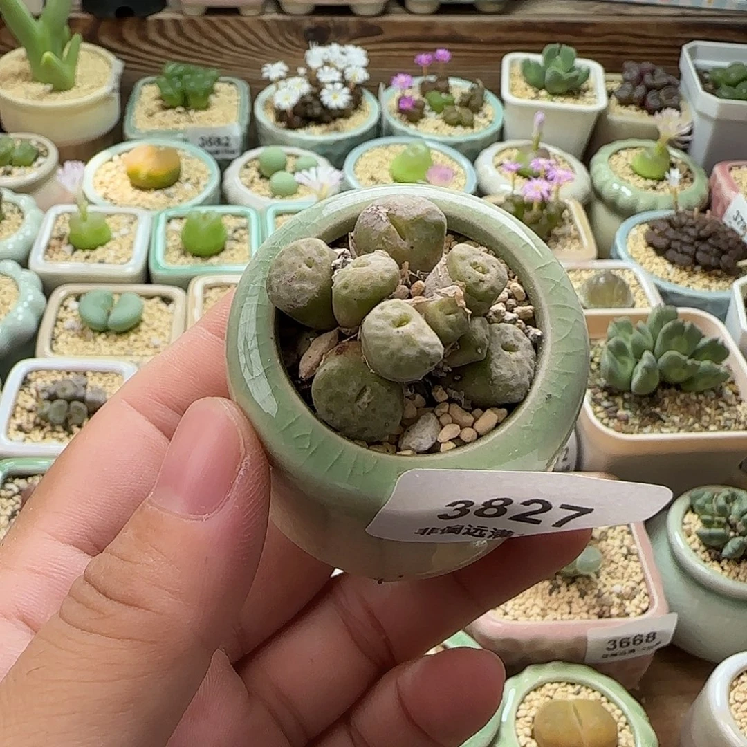 无花朵3827--一物一拍 带盆