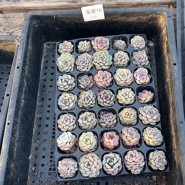 直播福利一物一拍16