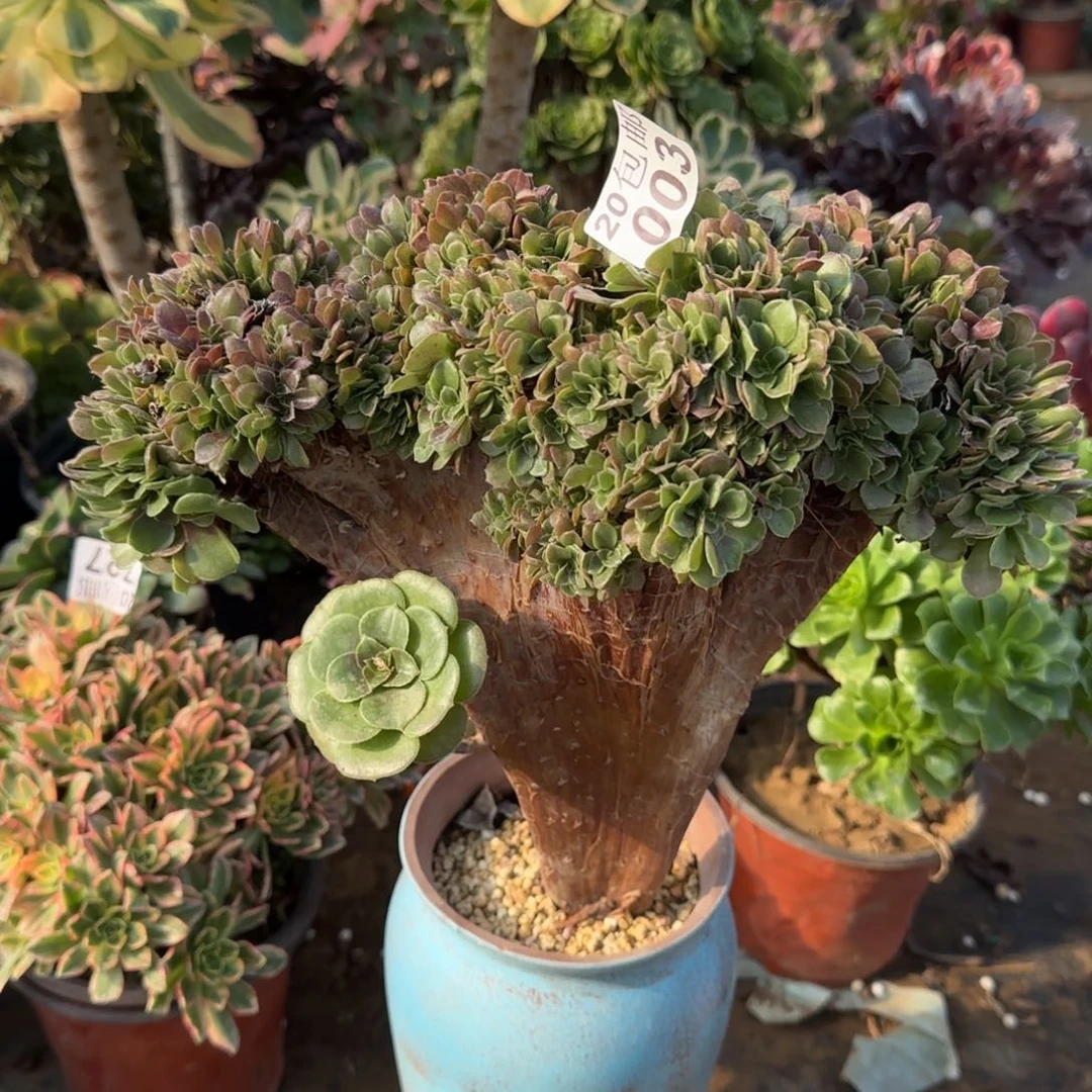 玫瑰缀化003包邮断枝不包