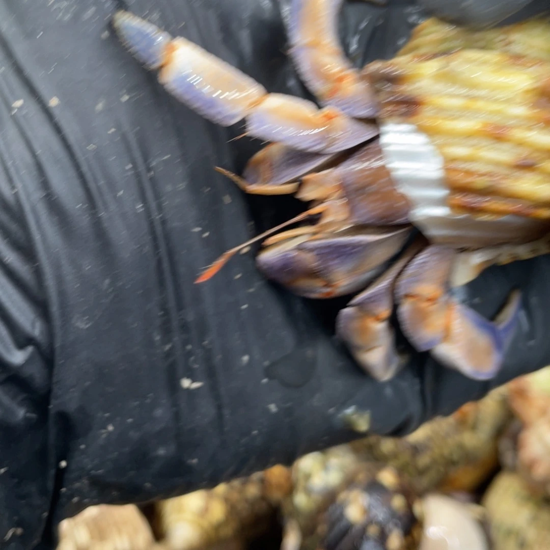 不退不换活体宠物188