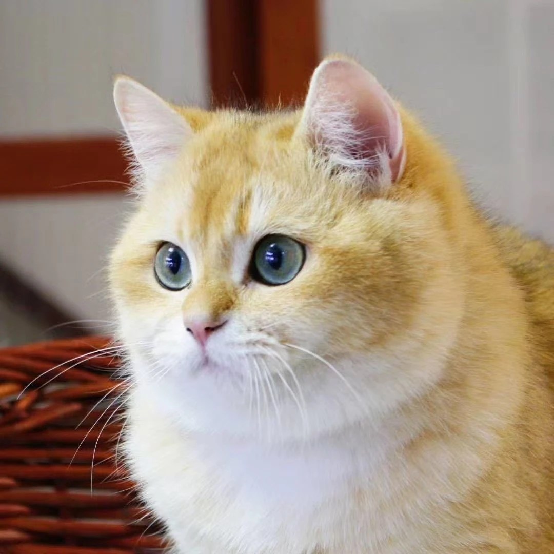 猫舍全品种通用直播猫砂链接