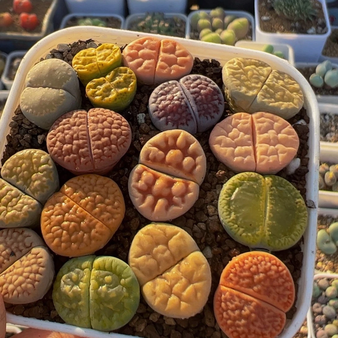 99多肉植物百科图片