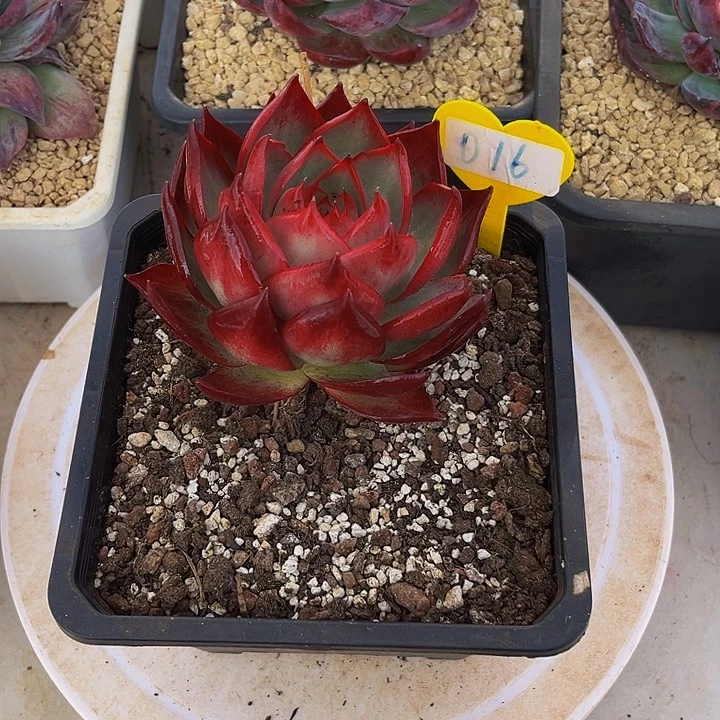 惊鸿仙子多肉植物16