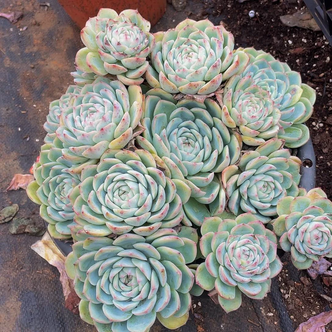 粉水晶48多肉群生