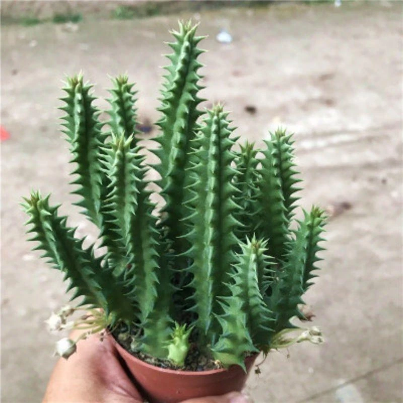 多肉植物犀牛角仙人掌阳台窗台客厅绿色防辐射易开花美观创意盆栽