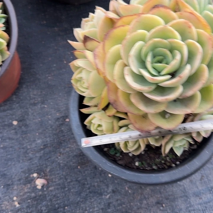 学***哥星纳塔002 多肉植物一物一拍