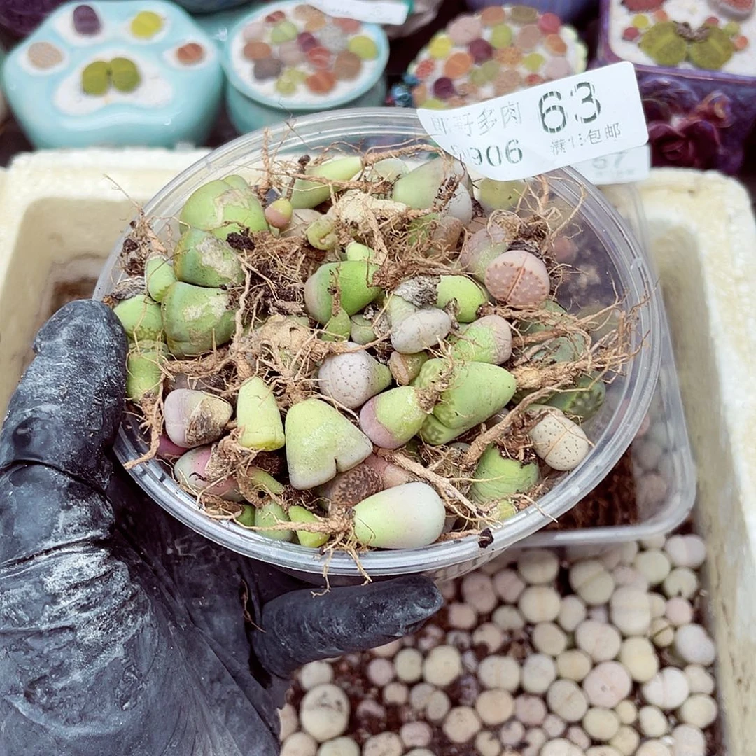 生石花18包邮0906-63