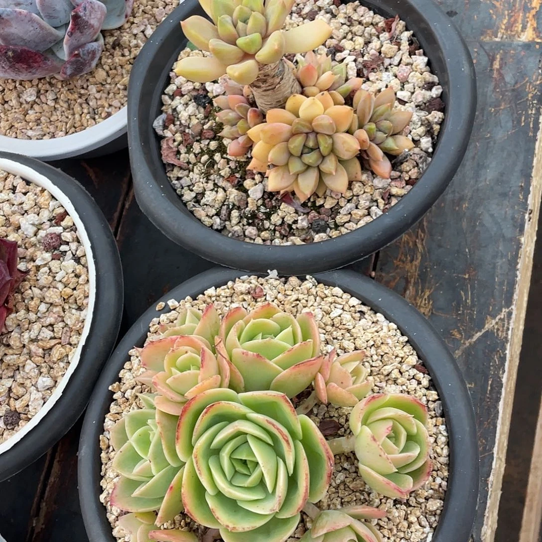 多肉植物一物一拍