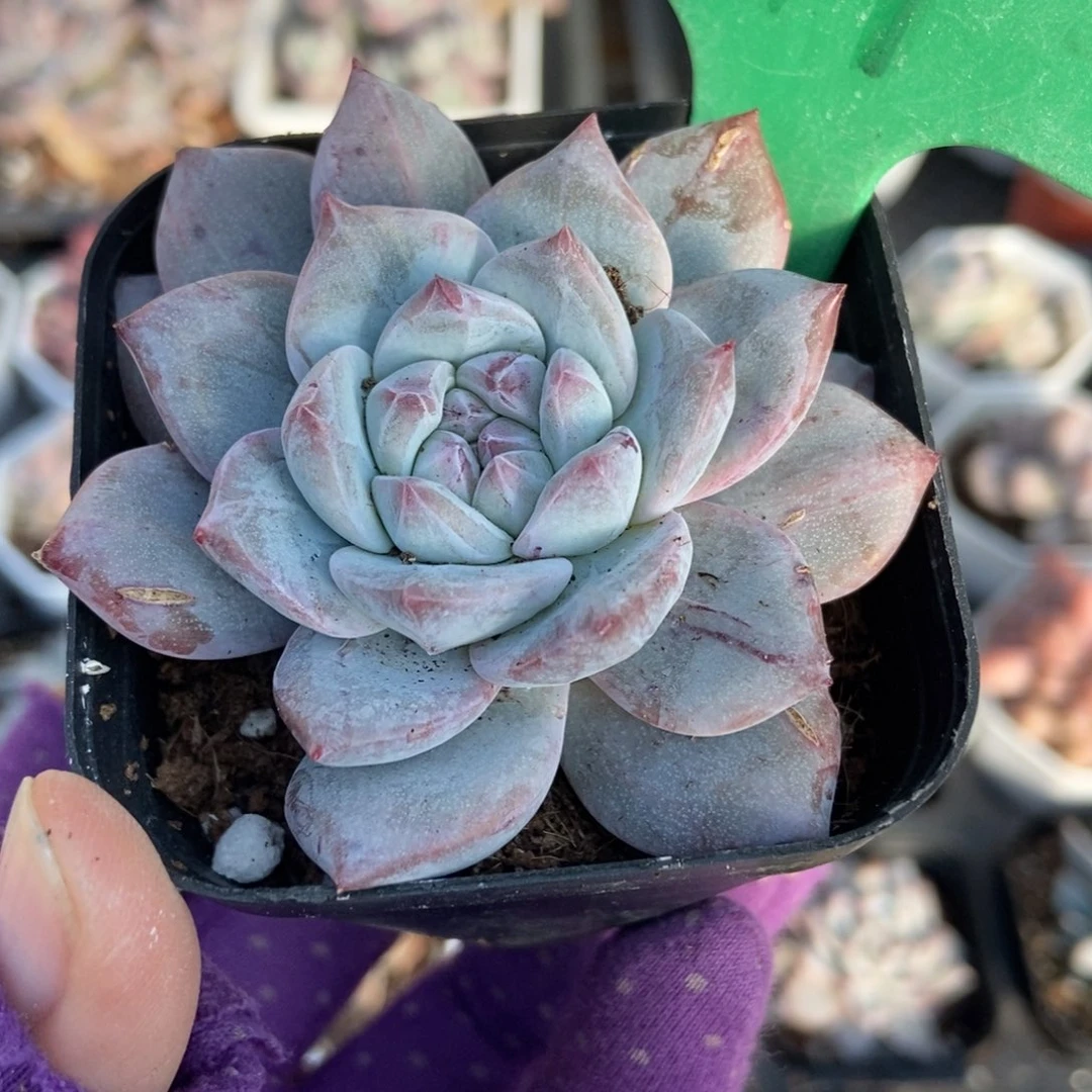 911粉蓝鸟石化多肉植物