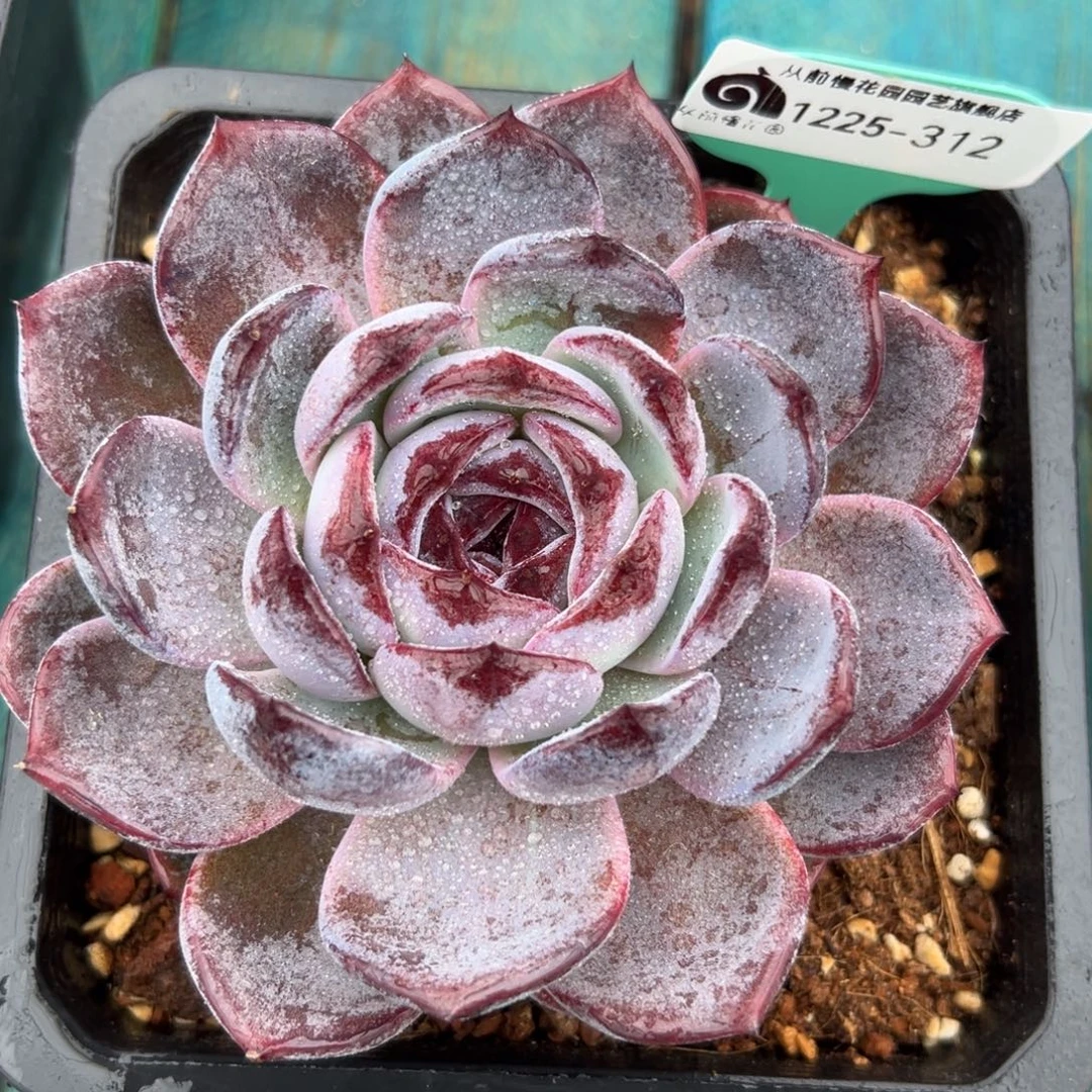 从前慢花园多肉编号1225-312