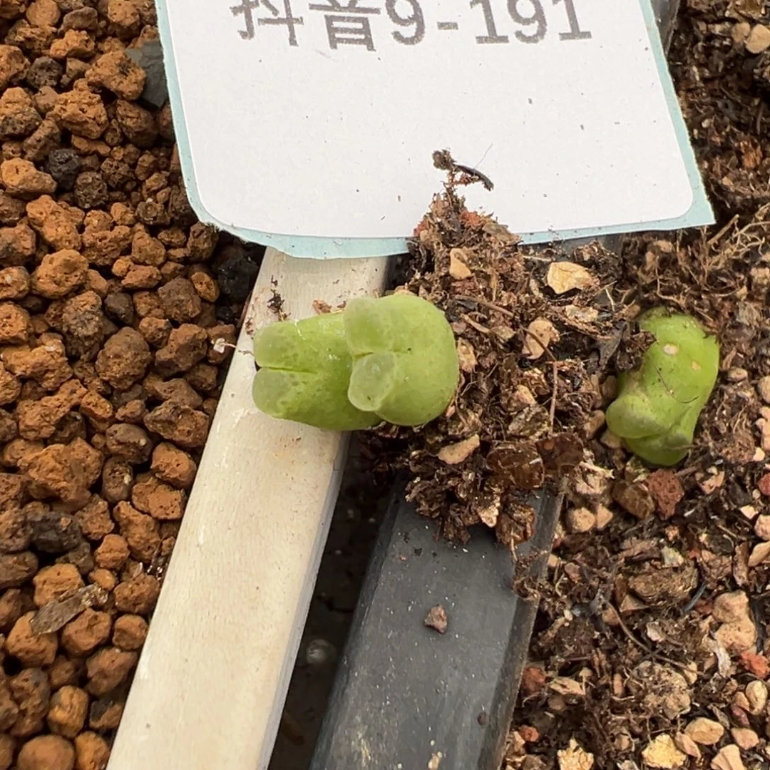 9-191肉锥多肉植物