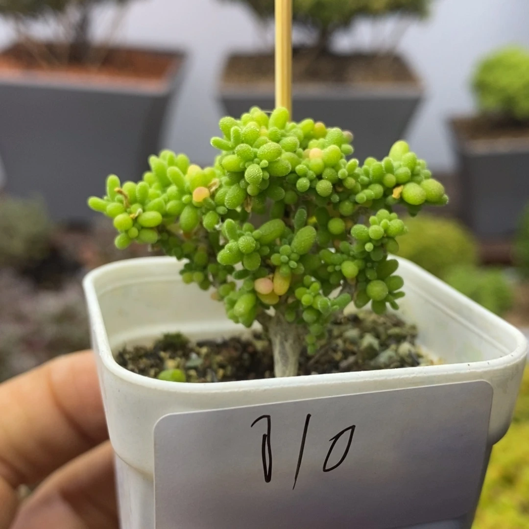 010蜜豆枝干番杏