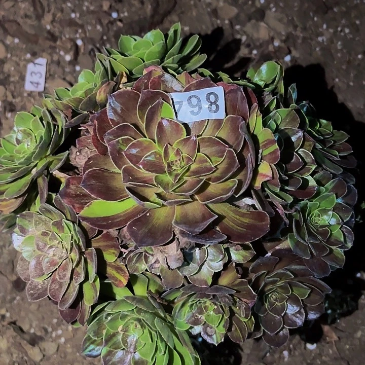 864花月夜多肉植物不售后