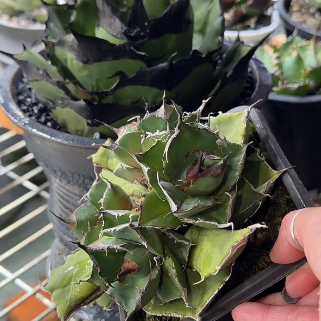 完全开放龙舌兰仁王冠黑豹顶芽后面是母本