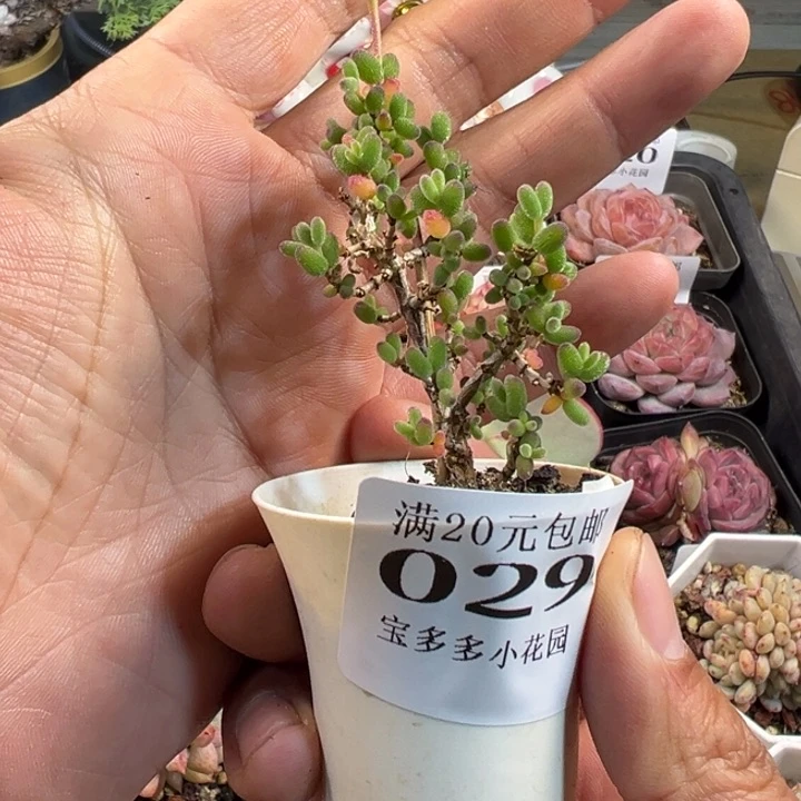 骚粉一物一拍多肉满20包邮明天发货