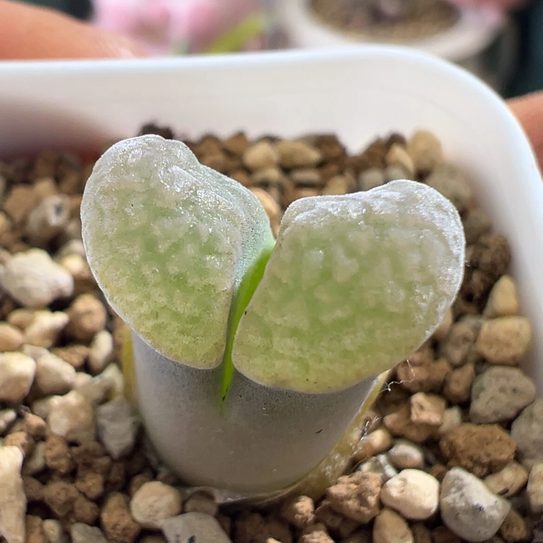 1868好看磁铁一颗