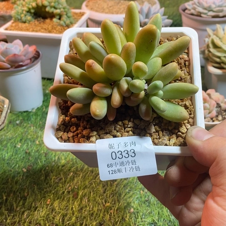 0333啊啊啊啊啊啊啊啊啊啊