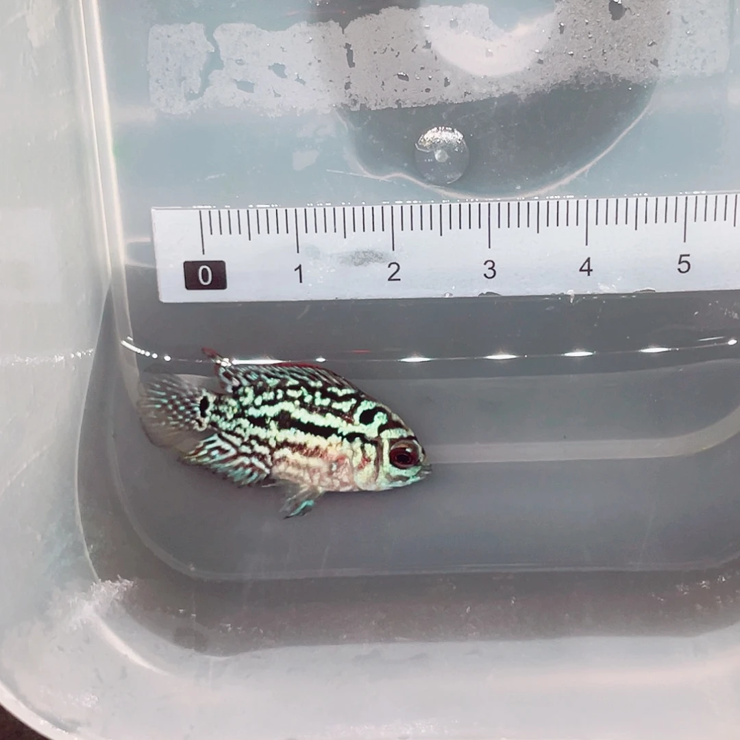 石***校罗汉鱼f2罗汉鱼苗一条