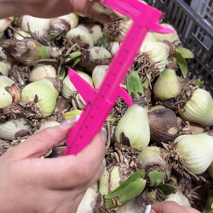 双王4.5公分自然球残次球3球不包售后