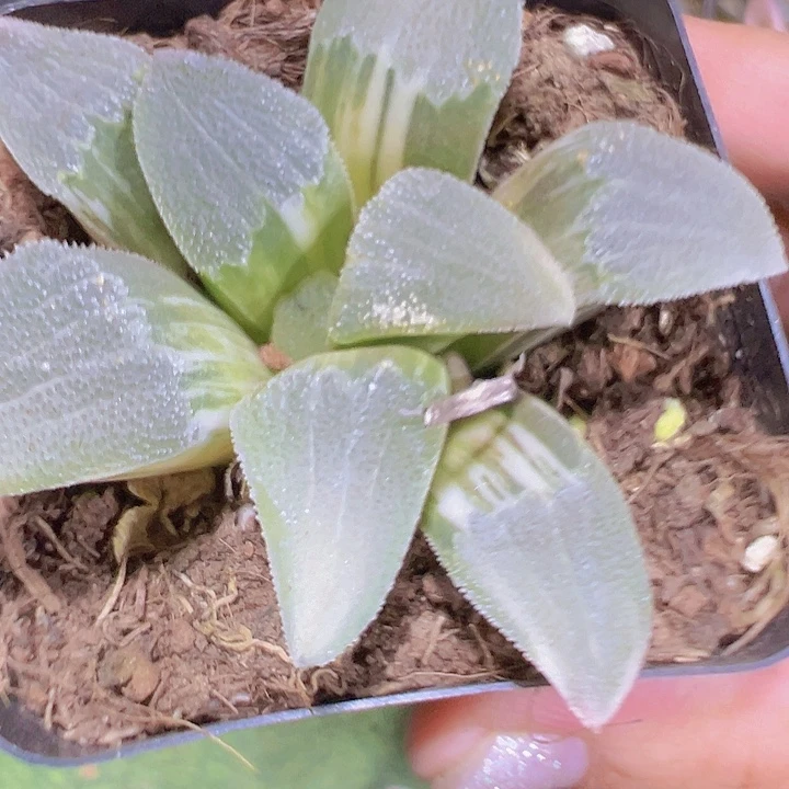 磨面寿19包邮多肉植物