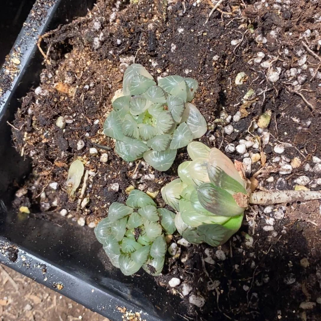 智***慧25111 三颗一起 超级福利