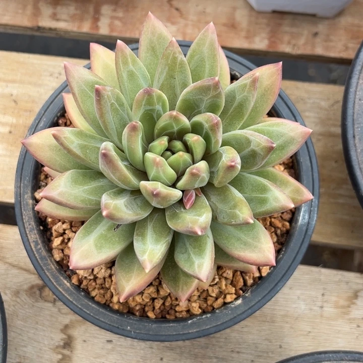 迷雾泡泡 夏鸣园艺