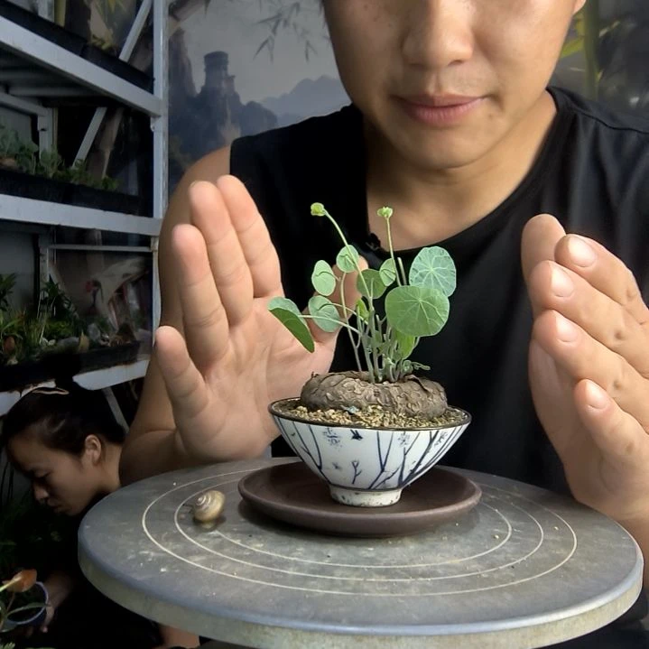 e****n中青园艺一物一拍298