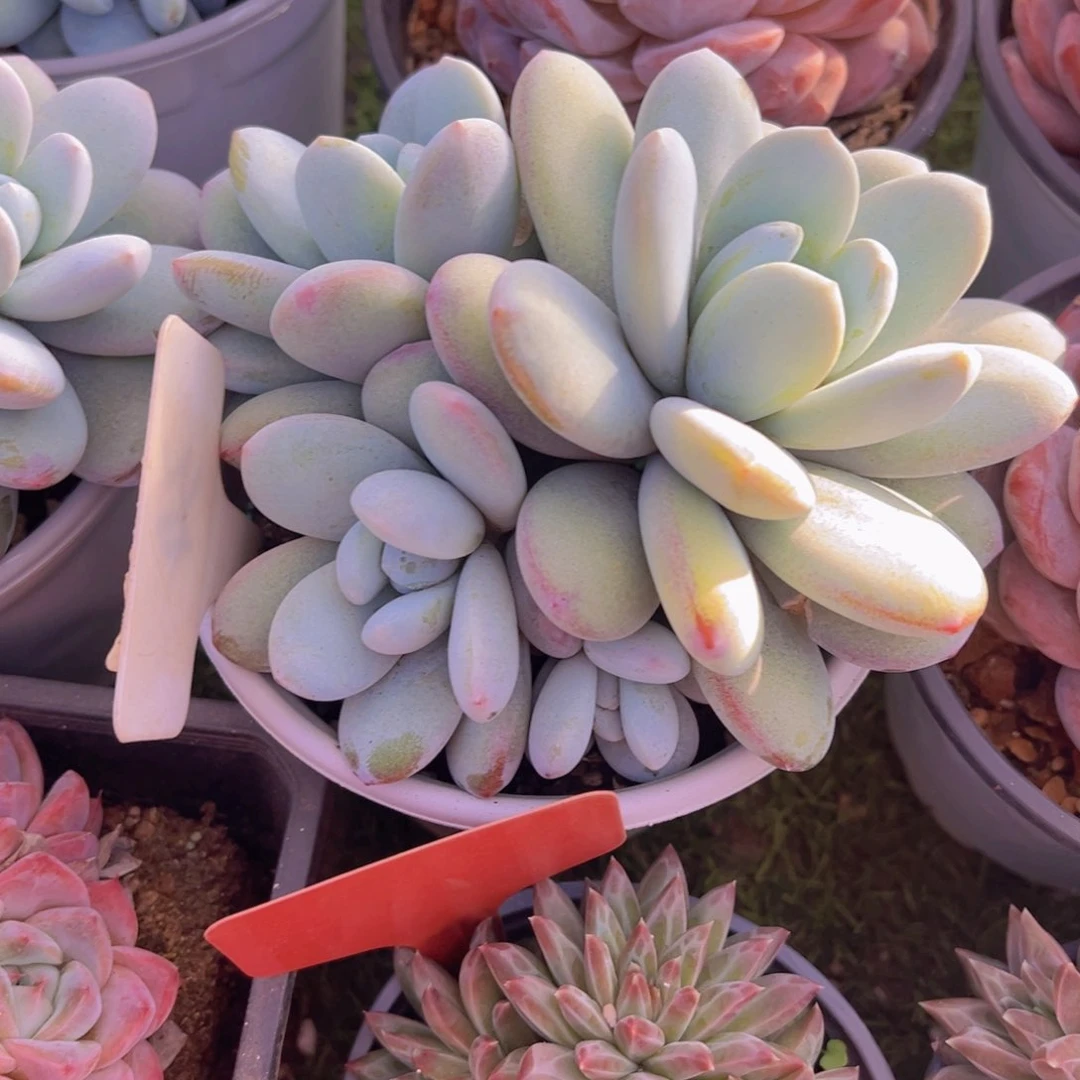 香玉等多种名贵的产品和