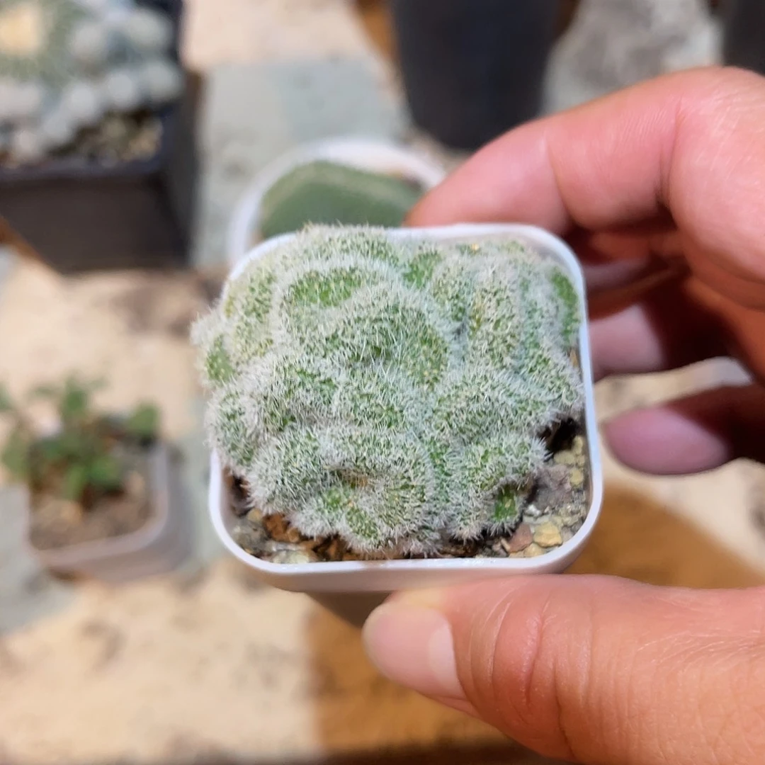 白莎女王缀化仙人球