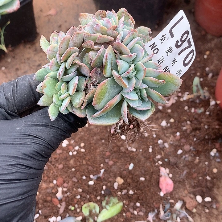 白凤缀化 多肉植物9.28号发