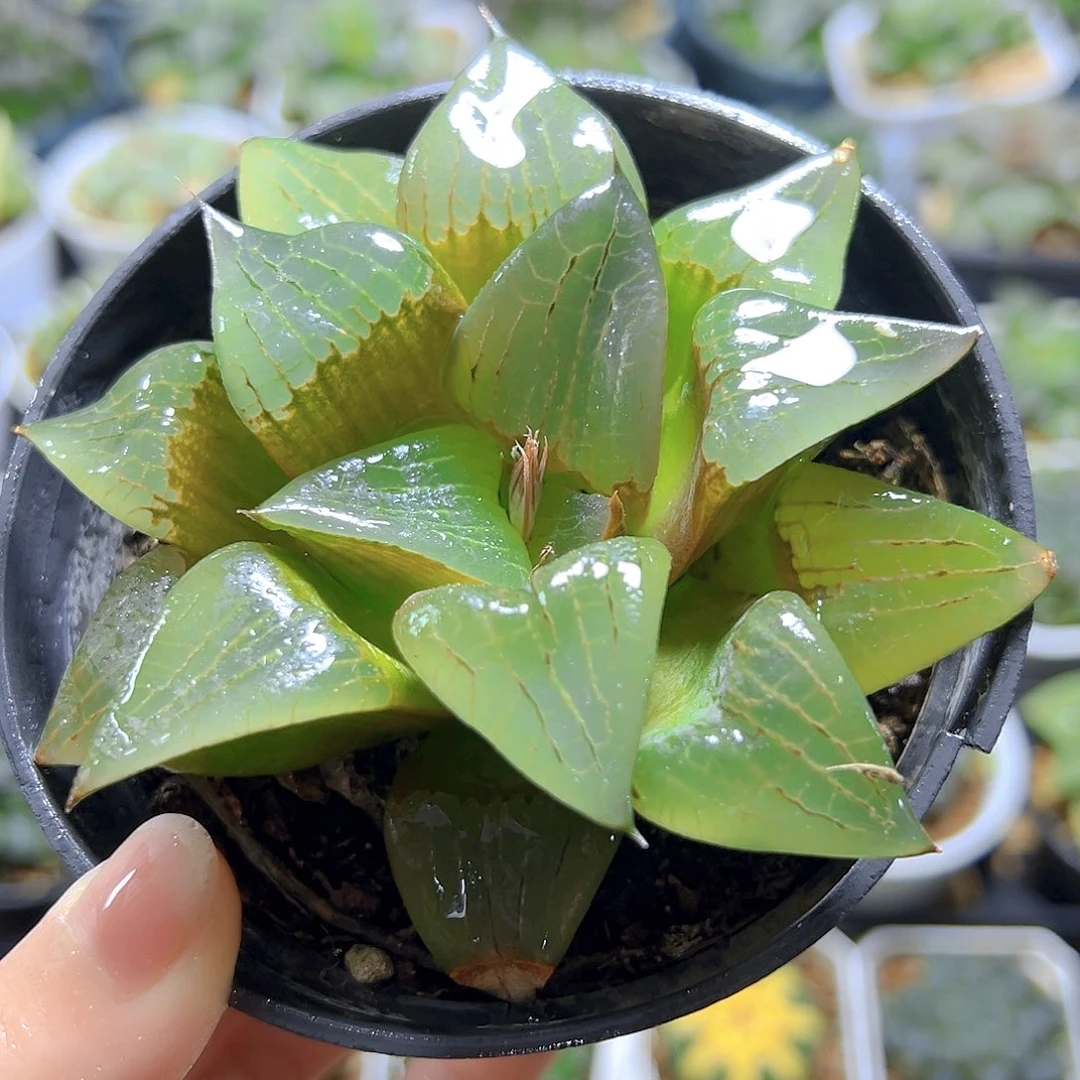 啊寒湖玉露多肉多肉多肉