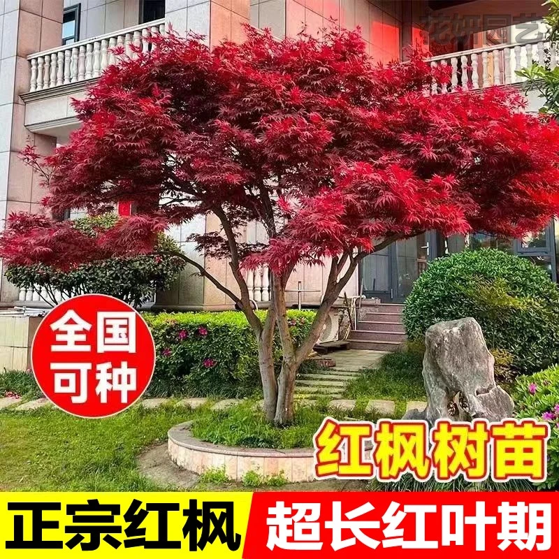 耐寒红枫树苗庭院绿化植物室外盆栽风景花树