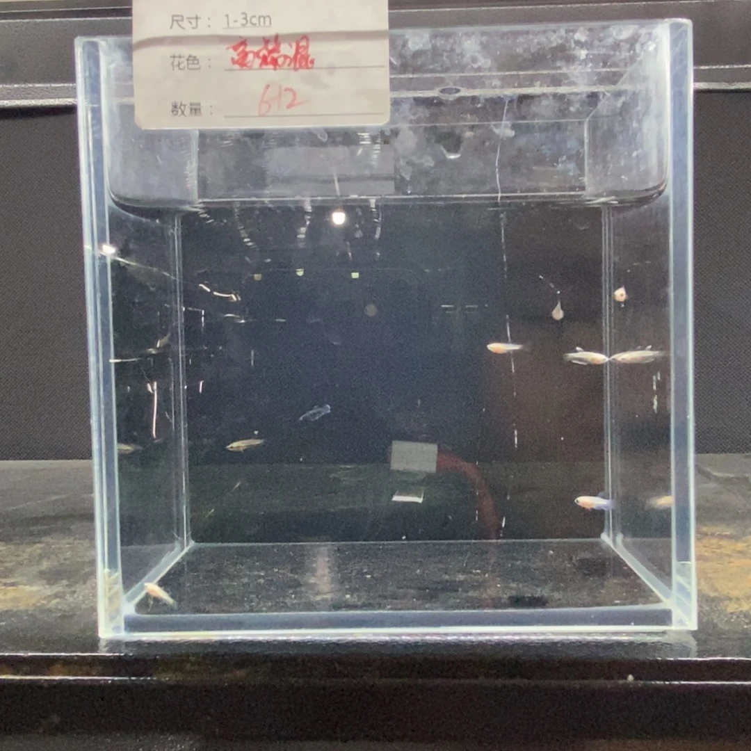 斗鱼包活不包损所见即所得043