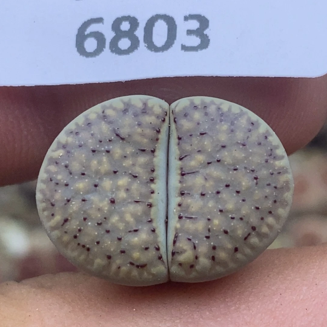 6803。血点。。。。。。。。