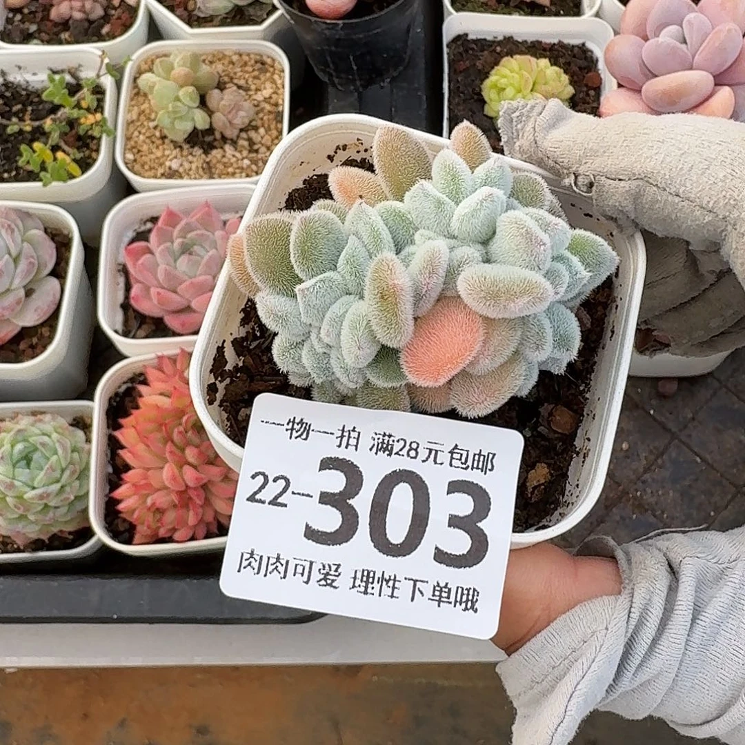 雪晃星缀无盆土发货无