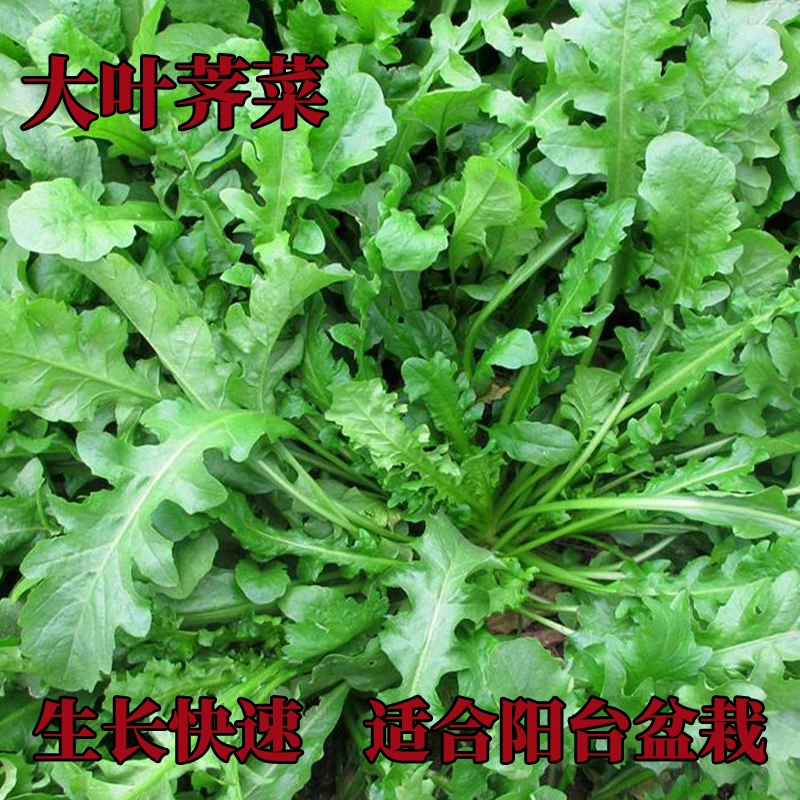 【大叶荠菜种子】早熟耐热耐寒荠菜种子荠荠菜季莱阳台盆栽蔬菜lz