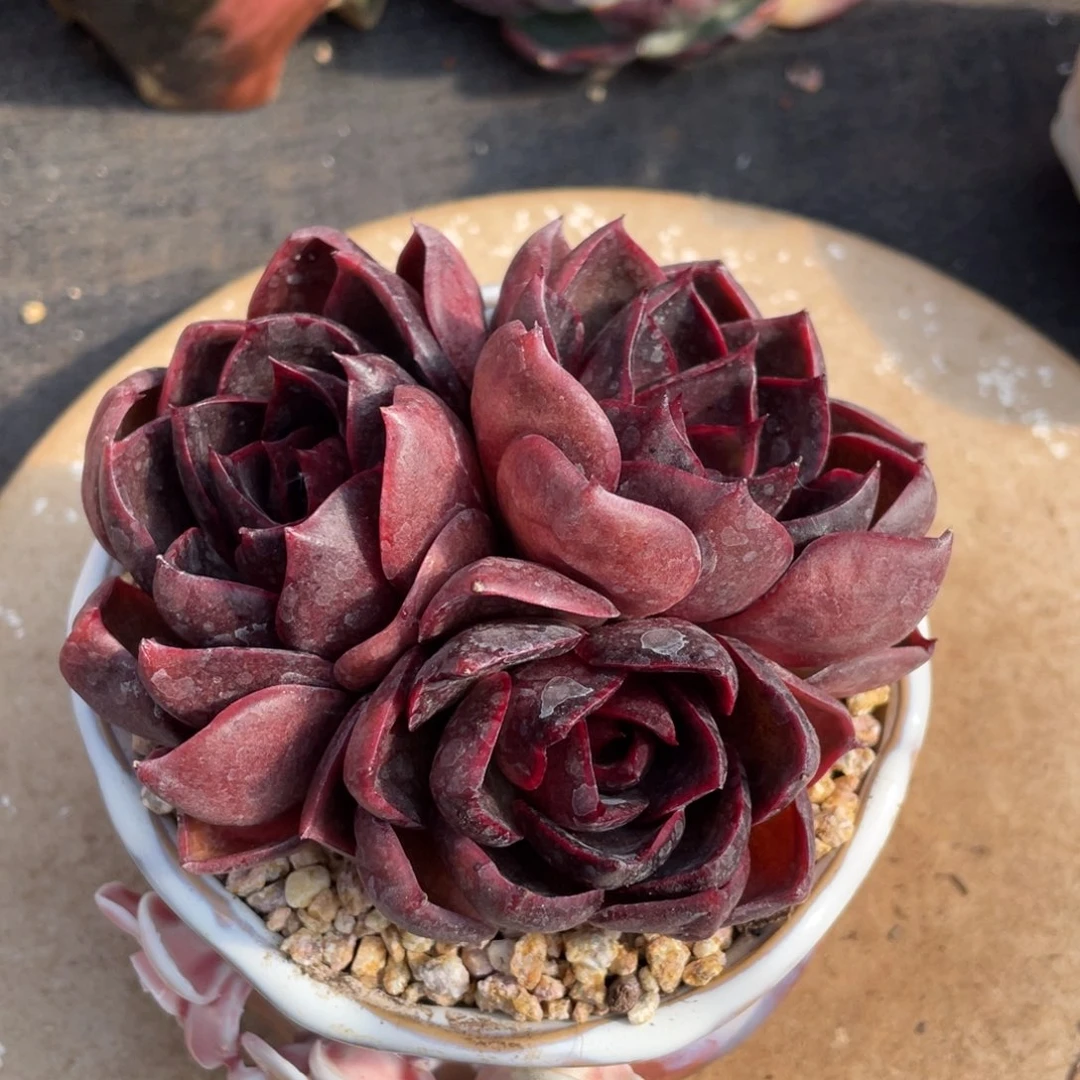 弥鹿之森多肉植物