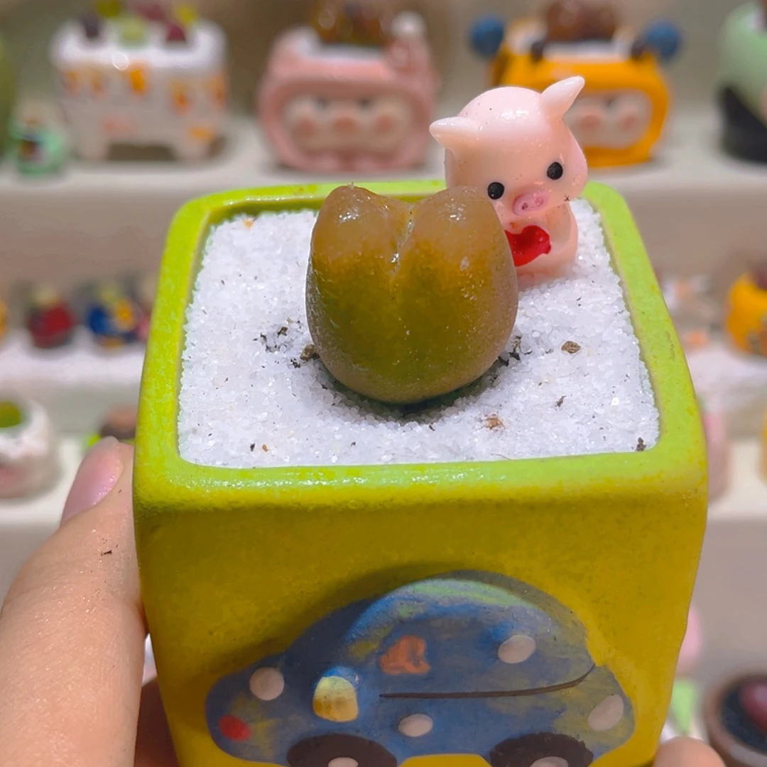 045高端多肉带盆带土