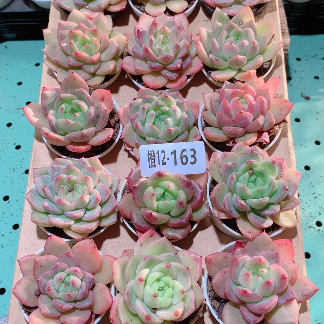 12-163一物一拍多肉带盆18颗