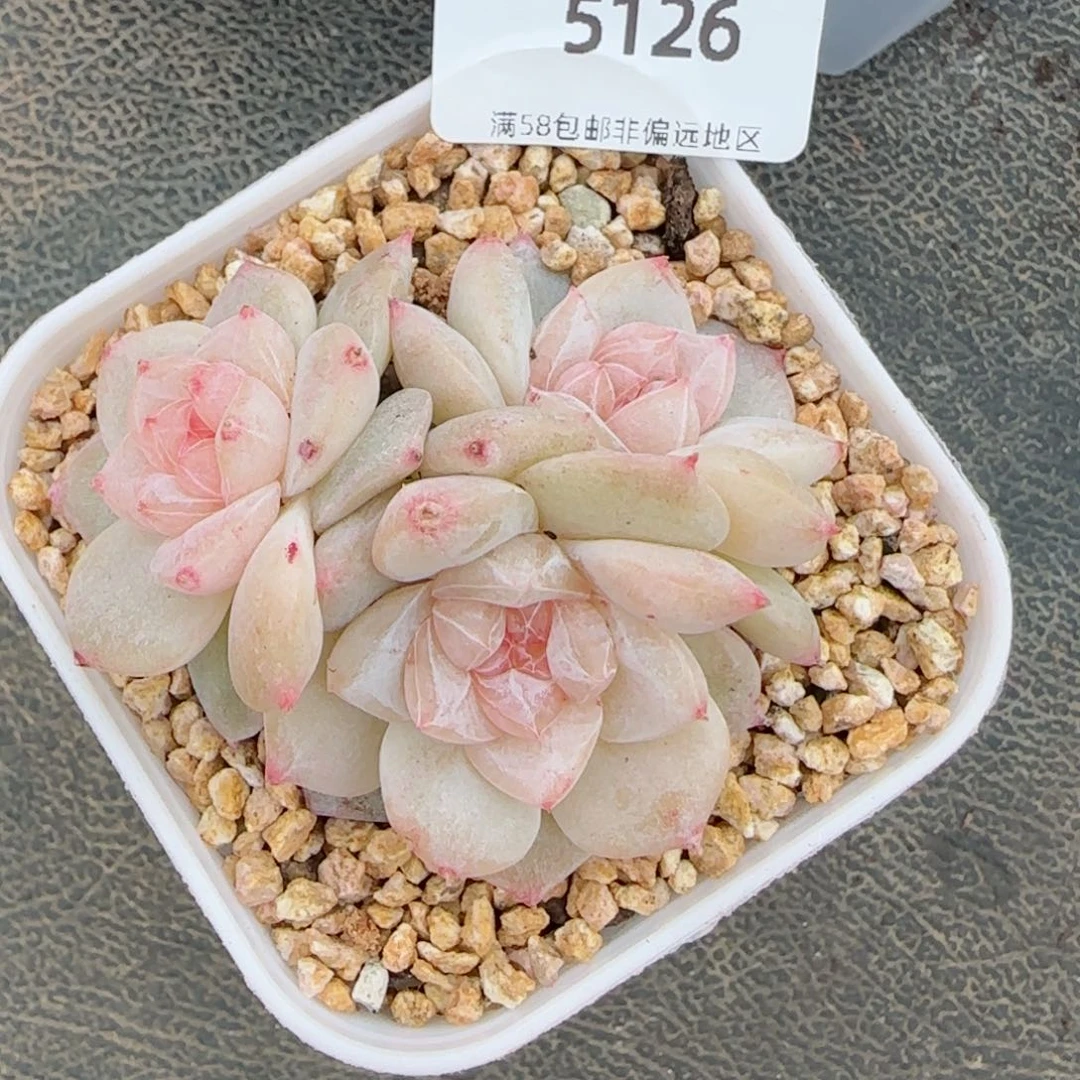 雨露泡泡，5126多肉