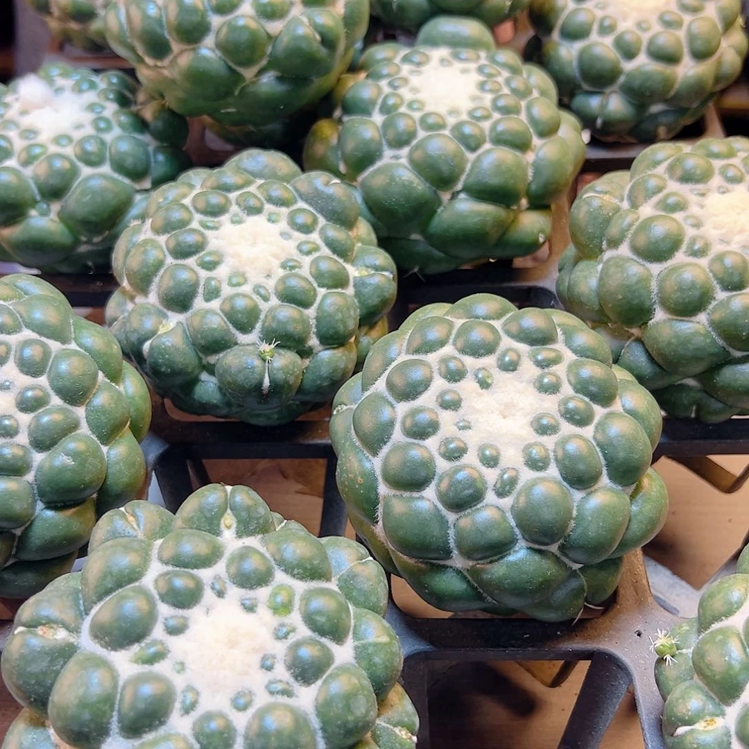 泰系蜘蛛眼8公分无根