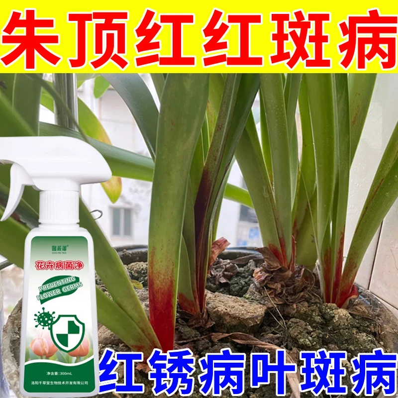朱顶红红斑病营养液肥料红锈病叶斑病软腐病种球腐烂用花卉病菌净