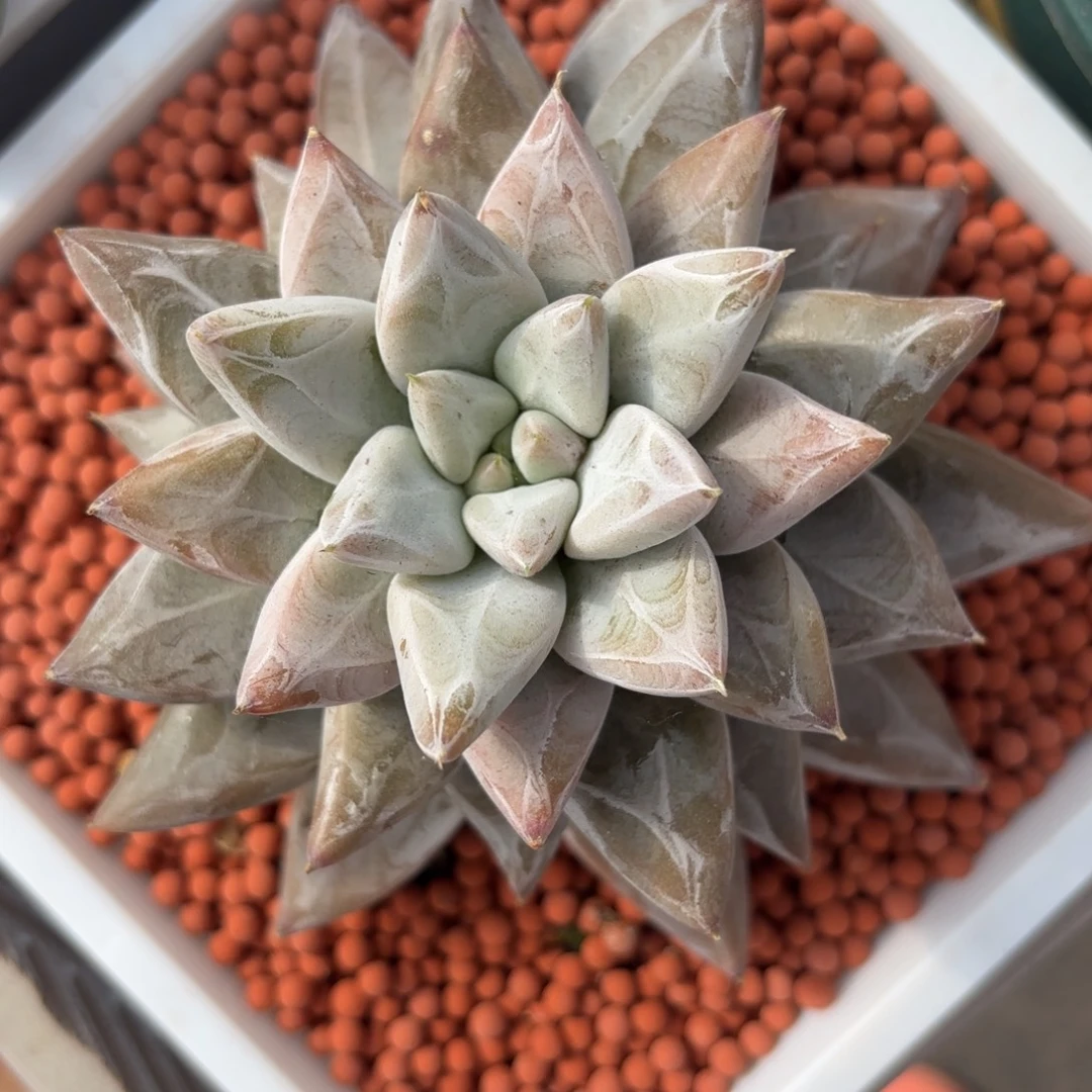 草****杂交单头暗纹怪草莓专拍