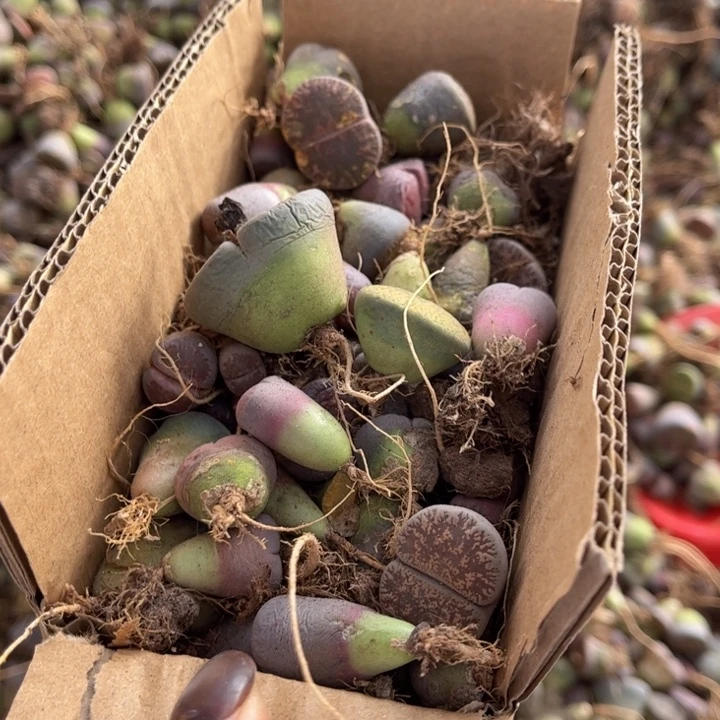 一箱拖土单头888888888888888