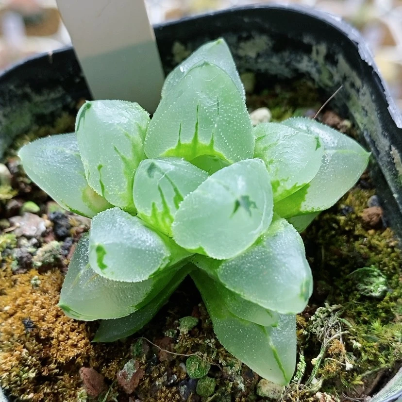 【闪购商品】83冰糯之舞