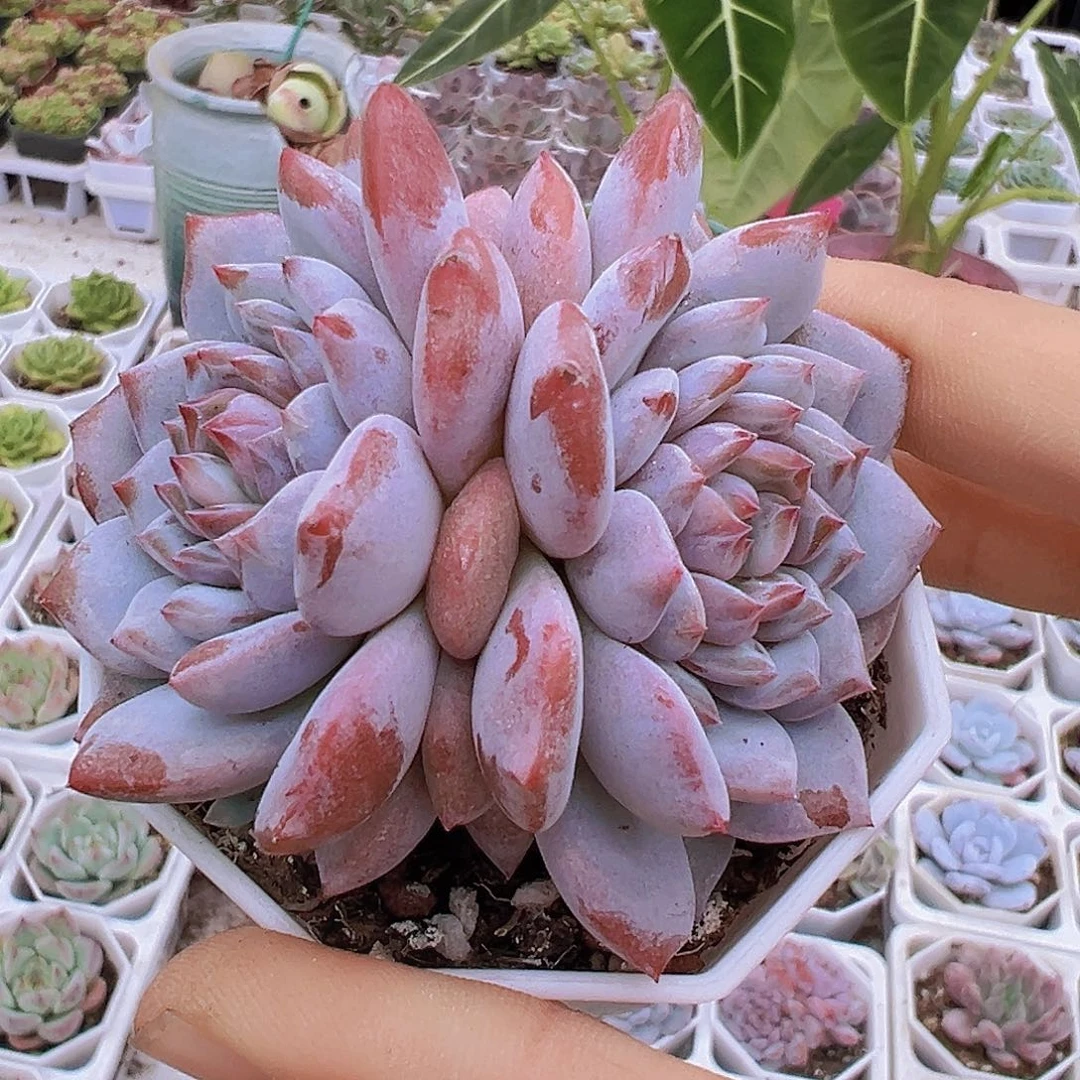 双头星星橙19包邮