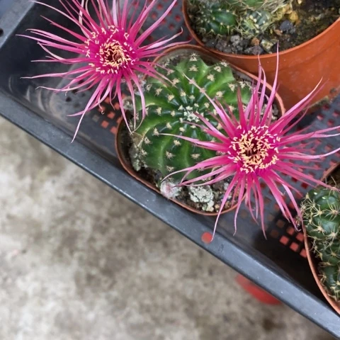 无花朵这些问题就是不容易！