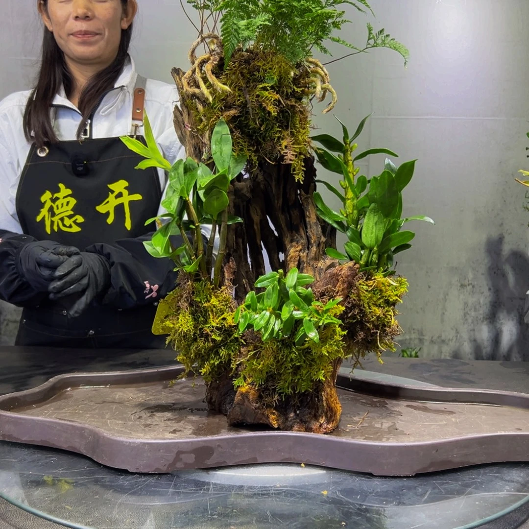 无花朵九色木，室内风化木绿植，一木一景！