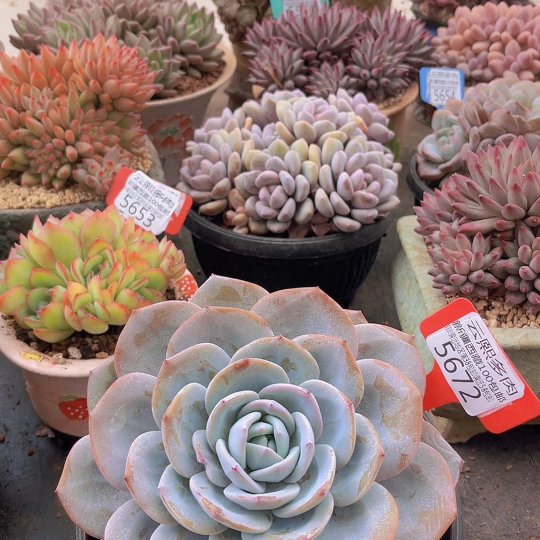 5672奶茶多肉植物