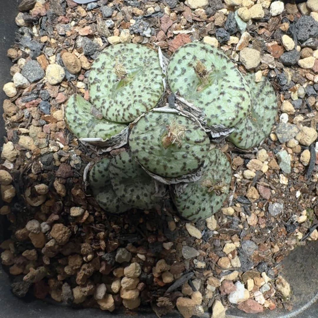 D09 彩色生石花一大盒